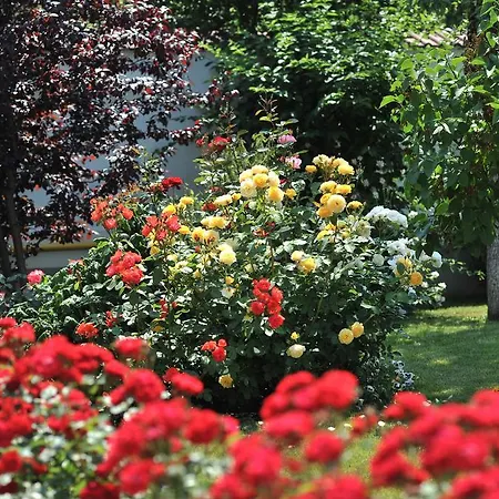 Hotel Jasmine 3* Brasov